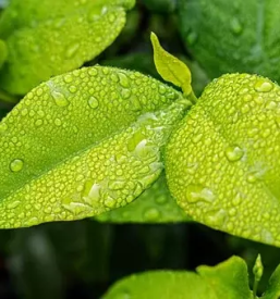 Dobra rastlinska pridelava podravska