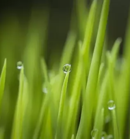 Dobra rastlinska pridelava podravska