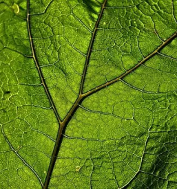Dobra rastlinska pridelava podravska