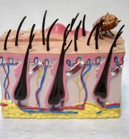 Dobra veterinarska ambulanta litija