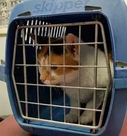 Dobra veterinarska ambulanta litija