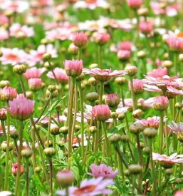 Kvalitetno krajinsko arhitekturno projektiranje podravska