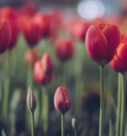 Kvalitetno krajinsko arhitekturno projektiranje podravska