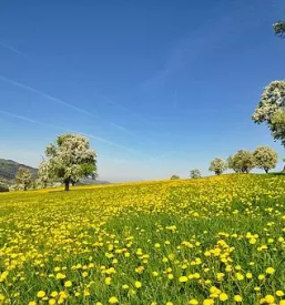 Obrezovanje dreves in grmovnic gorenjska