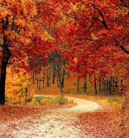 Obrezovanje dreves in grmovnic gorenjska