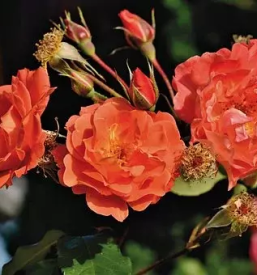 Obrezovanje dreves in grmovnic gorenjska