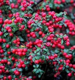 Obrezovanje dreves in grmovnic gorenjska