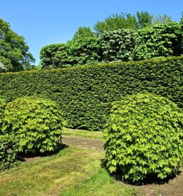 Obrezovanje dreves in grmovnic gorenjska