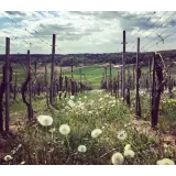 Vinogradništvo Križovnik