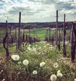Degustacija vina Jurovski dol