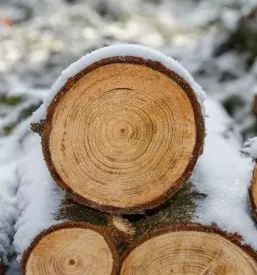 Razrez lesa podvelka