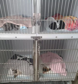 Veterinarska ambulanta kranj