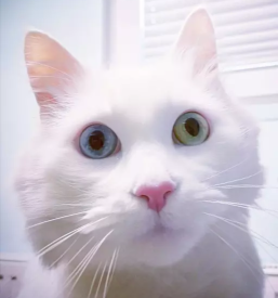 Veterinarska ambulanta kranj