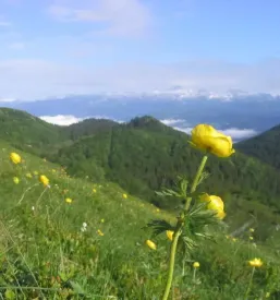 Koča na Ratitovcu delovni čas