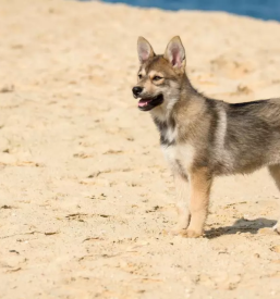 Dobra pasja sola obala