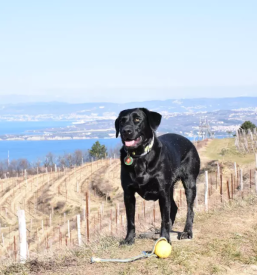 Dobra pasja sola obala