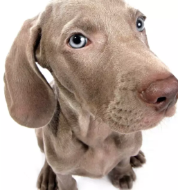 Dobra pasja sola obala