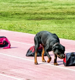 Dobra pasja sola obala