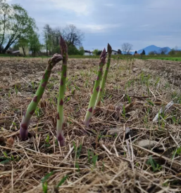 Dobra domaca zelenjava polzela