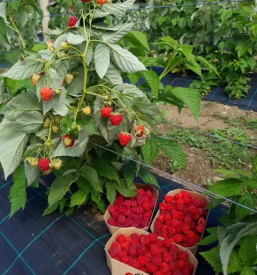 Dobra domaca zelenjava polzela