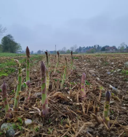 Dobra domaca zelenjava polzela