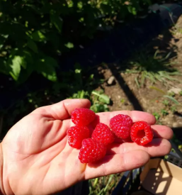 Dobra domaca zelenjava polzela