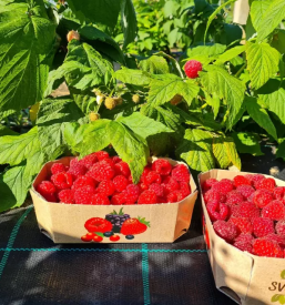 Dobra domaca zelenjava polzela