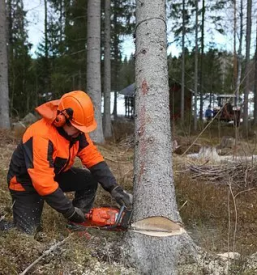 Kvaliteten in odgovoren posek in spravilo lesa Zasavje