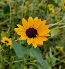 Muzej na prostem sentjernej dolenjska