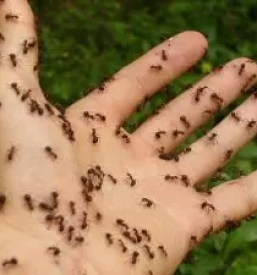 Muzej zivali gorenjska