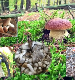 Pocitniski dom cepinci