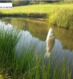 Pocitniski dom cepinci