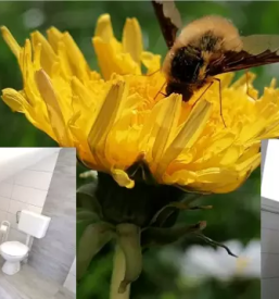 Počitniški dom čepinci