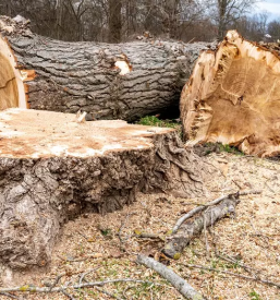 Ugodna secnja in spravilo lesa osrednja slovenija
