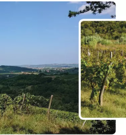 Najboljši zobozdravnik na koncesijo Primorska, Obala