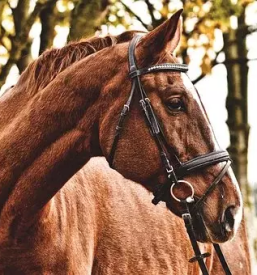 Sola jahanja vrhnika