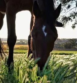 Sola jahanja vrhnika