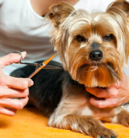 Dober pasji salon novo mesto straza