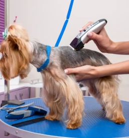 Dober pasji salon novo mesto straza