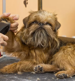 Dober pasji salon novo mesto straza