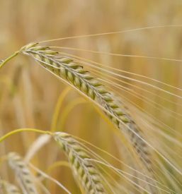 Domača moka in domače olje Gornja Radgona