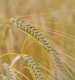 Domača moka in domače olje Gornja Radgona
