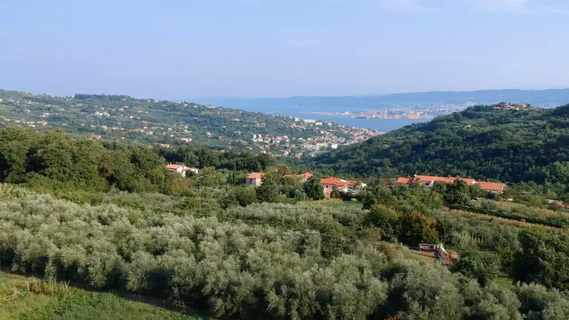 Konzerviranje vrtnin Primorska