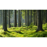 NAPREJ K NARAVI, KATARINA GORIČAN S.P