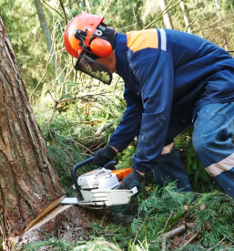 Posek in spravilo lesa dragatus
