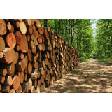 GOZDARSTVO GRAŠIČ STANKO SVETIČ S.P.