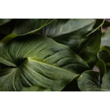 HODELČEK, BLAŽ JESIH SCHWEIGER S.P.