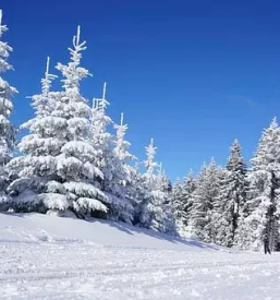 Apartment lipa bohinjska bistrica bohinj