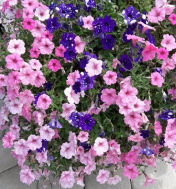 Dvosobni apartma gozd martuljek gorenjska