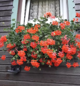 Dvosobni apartma gozd martuljek gorenjska